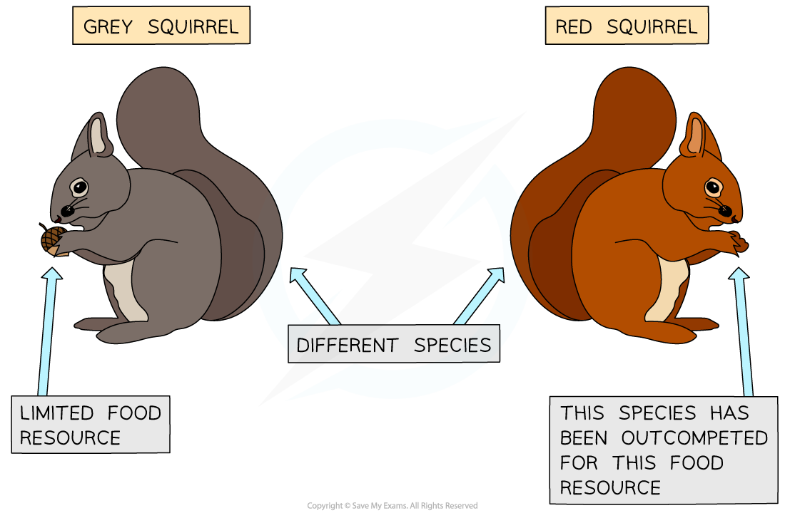 Illustration of grey and red squirrels with text labels: "Limited food resource" by grey squirrel and "Outcompeted for food" by red squirrel.