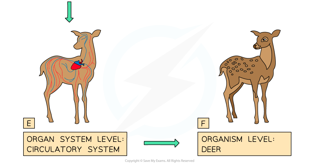 Diagram showing a deer with circulatory system highlighted, labelled "Organ System Level: Circulatory System", next to a full deer, labelled "Organism Level: Deer".