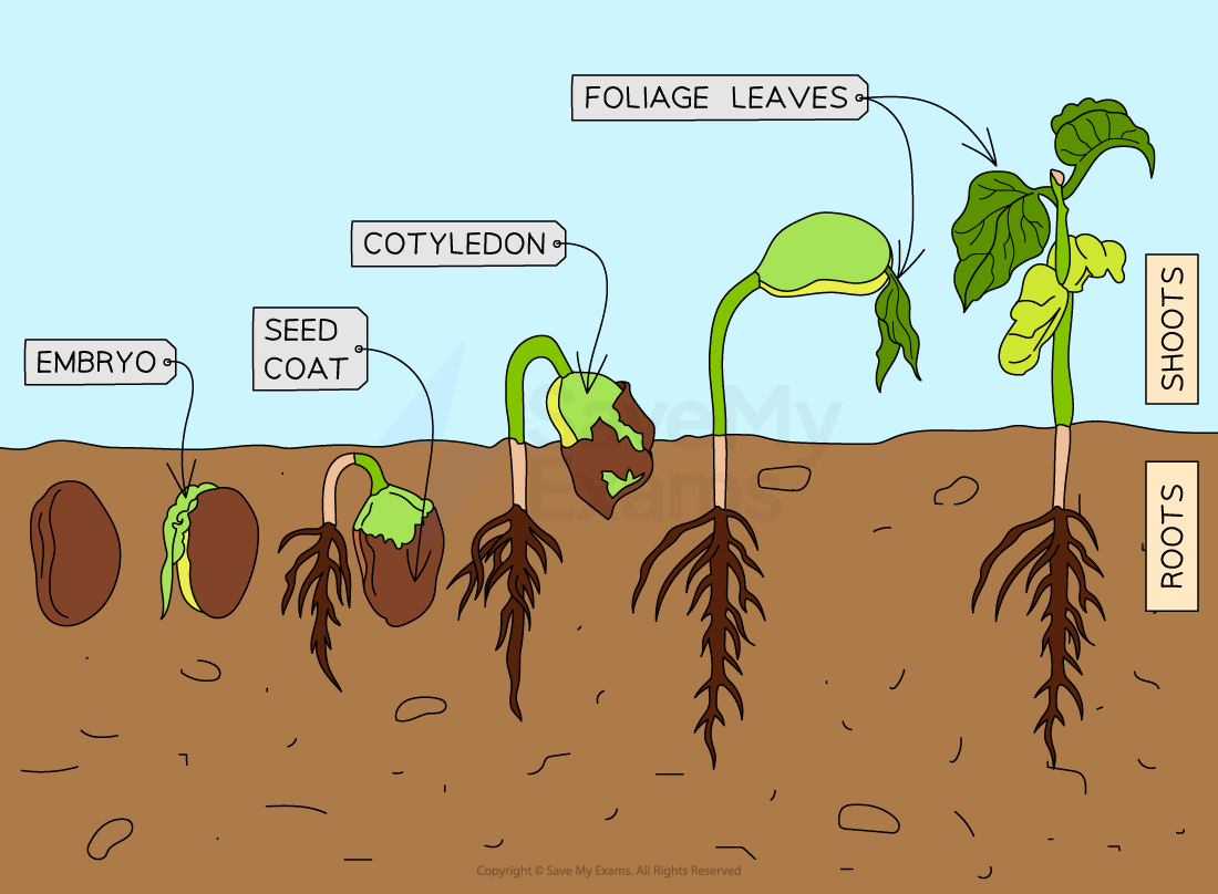 Diagram showing seed germination stages: embryo, seed coat, cotyledon, foliage leaves, roots, and shoots, illustrating plant growth progression.