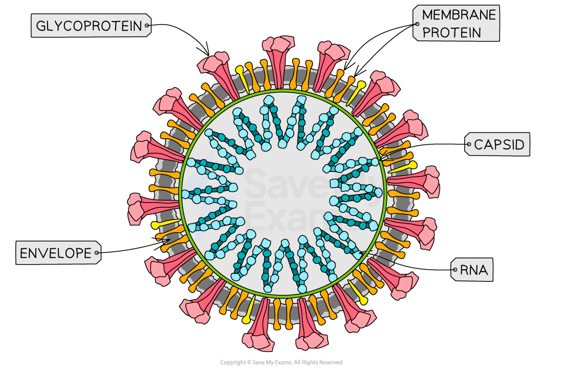 Illustration of a virus structure with labelled components: glycoprotein, membrane protein, capsid, envelope, and RNA in a circular arrangement.