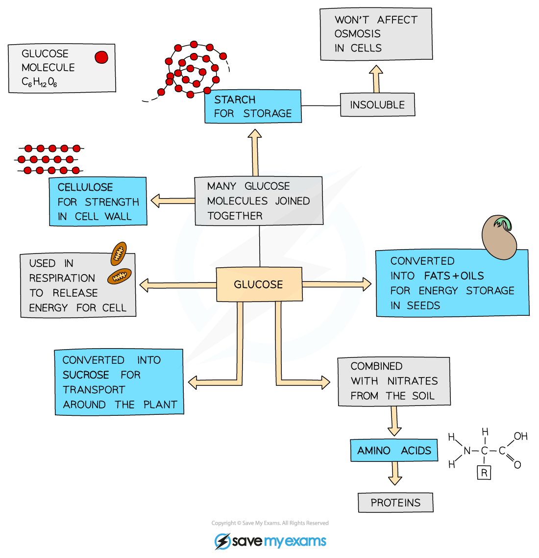 Flowchart showing glucose use in plants: conversion to starch, cellulose, respiration, sucrose, fats, oils, and proteins with nitrates for energy and structure.