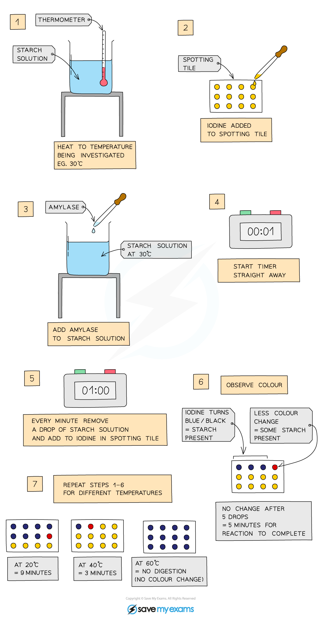 Flowchart showing starch digestion experiment with amylase. Steps include heating, adding iodine, timing, observing colour change, and repeating at temperatures.
