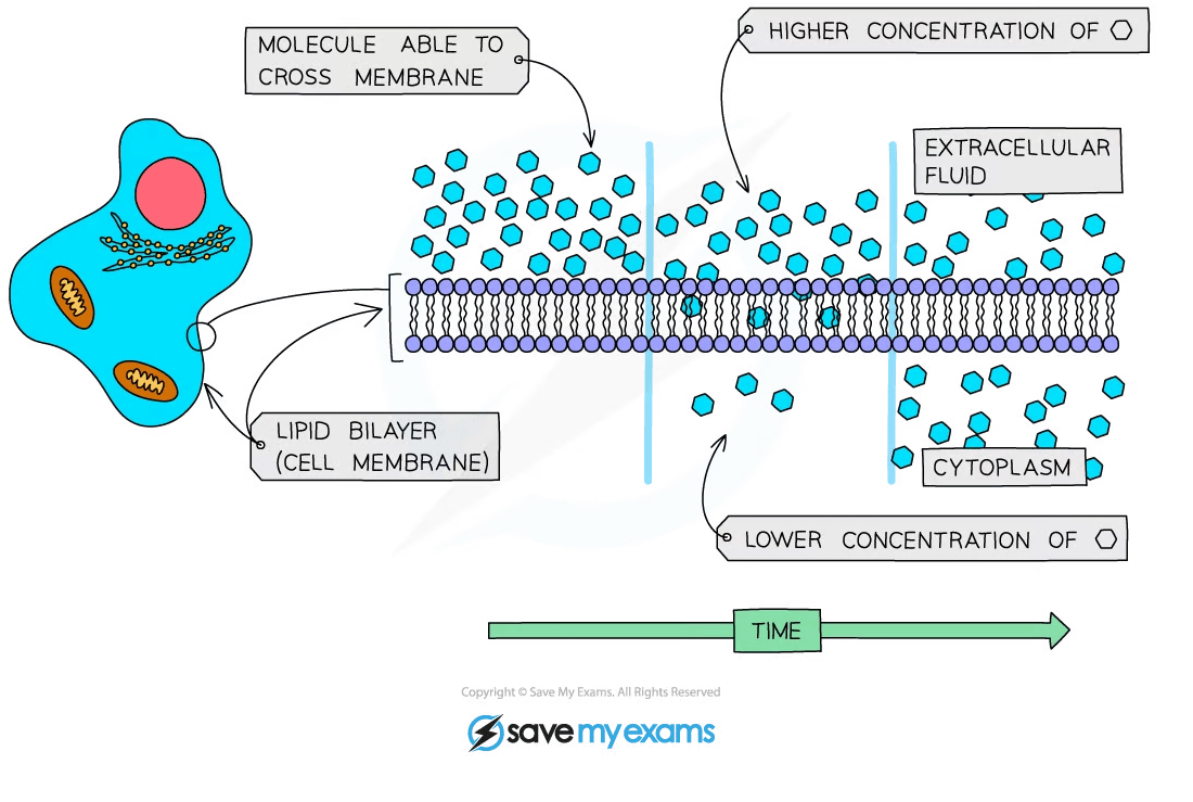 Diagram illustrating diffusion across a cell membrane, showing molecules moving from higher to lower concentration through a lipid bilayer over time.