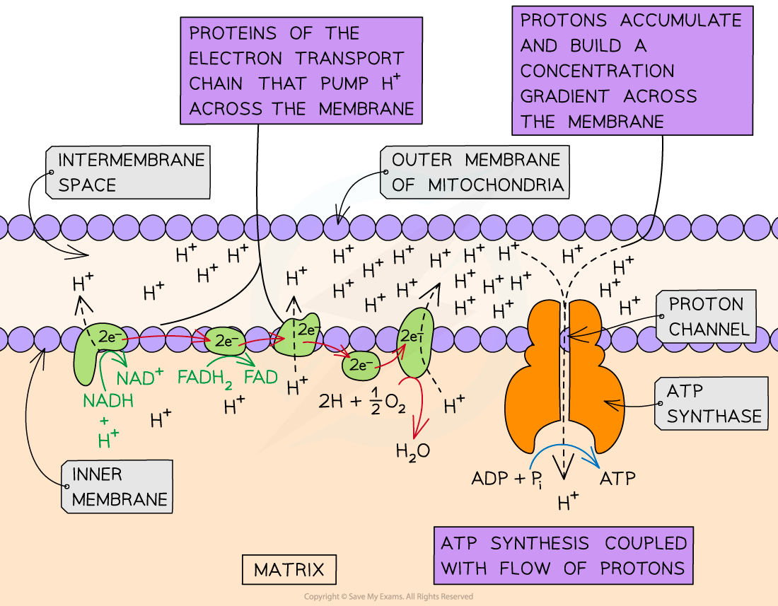 Diagram of electron transport chain in mitochondria, showing proton gradients, protein complexes, electron flow, ATP synthase, and ATP production.