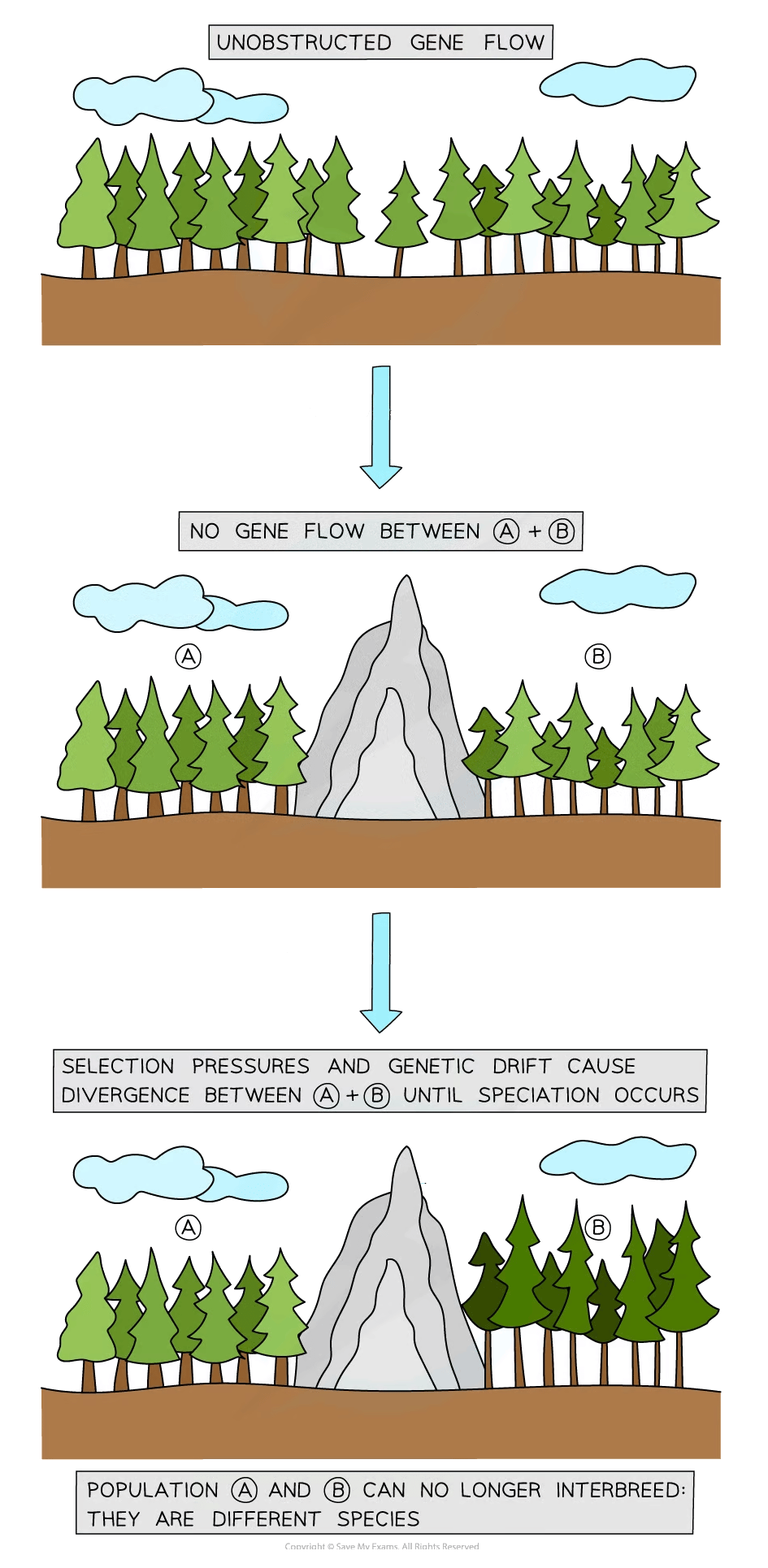 Diagram showing gene flow obstructed by a mountain, leading to genetic divergence and speciation between populations A and B of trees.