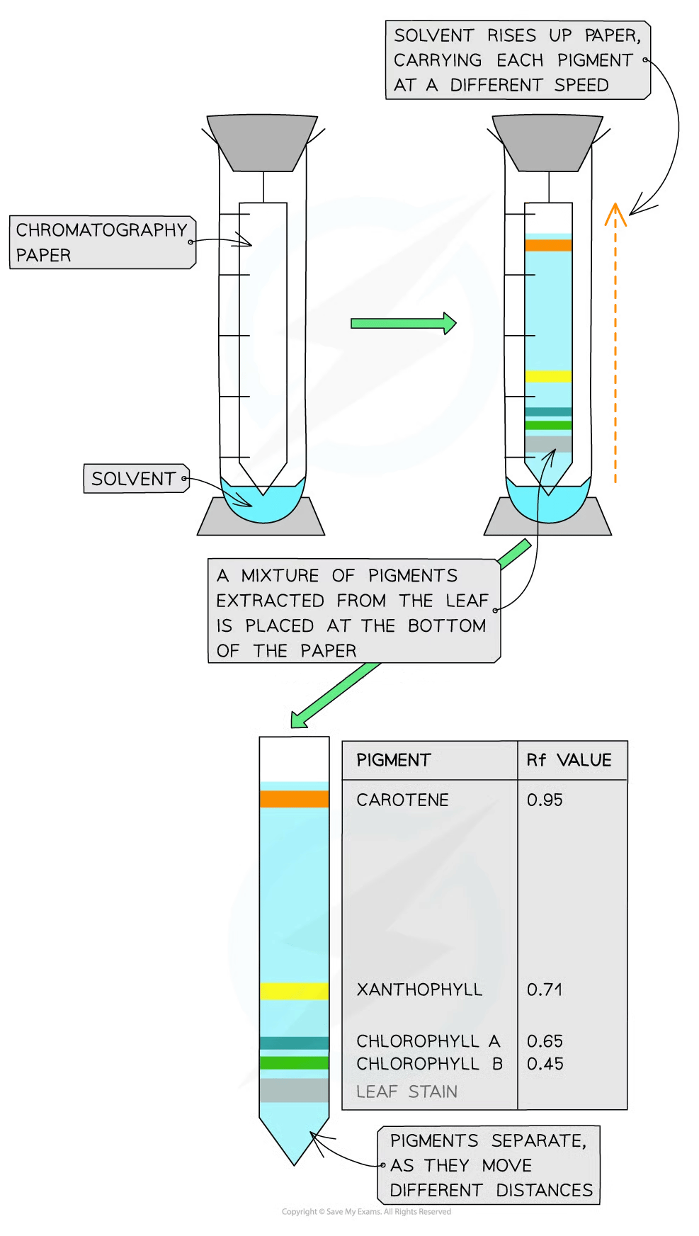 Diagram showing chromatography process. Solvent moves up paper separating pigments from a leaf, creating bands for analysis. Table lists Rf values.