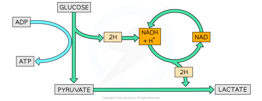 Diagram showing conversion of glucose to pyruvate, then lactate. Includes ATP and NADH cycles. Arrows indicate direction of metabolic pathways.