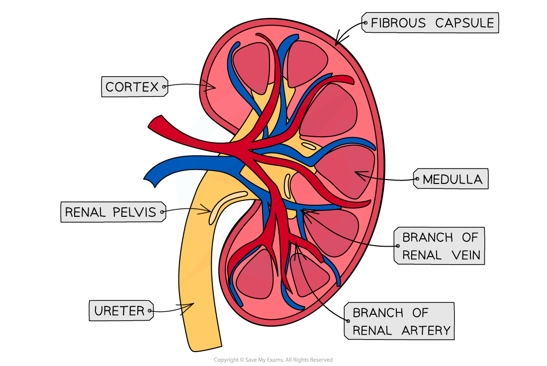 Diagram of a kidney cross-section showing labelled parts: cortex, medulla, fibrous capsule, renal pelvis, ureter, renal vein and artery branches.