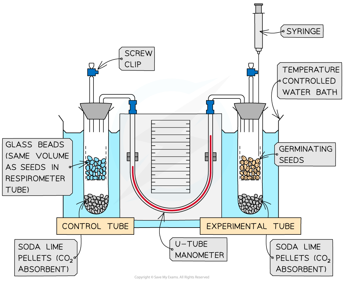 Diagram of a respirometer setup in a water bath, showing a control tube with glass beads and an experimental tube with germinating seeds.