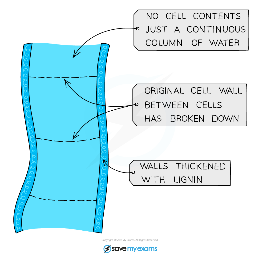 Diagram of a xylem vessel showing cell walls thickened with lignin, no cell contents, water column, and broken-down walls between cells.