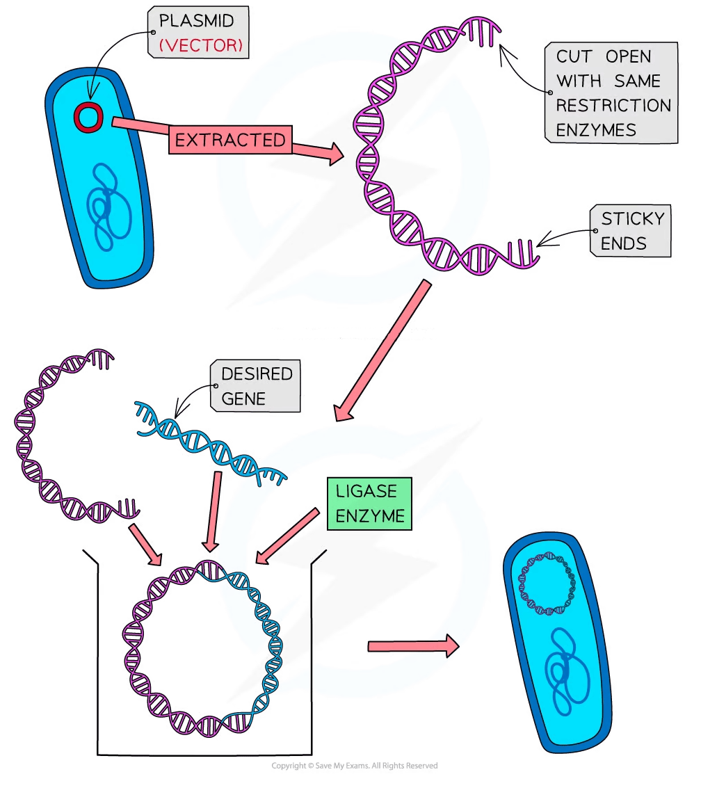 Diagram showing plasmid extraction, cutting with restriction enzymes, combining with desired gene using ligase, then returning plasmid to vector.