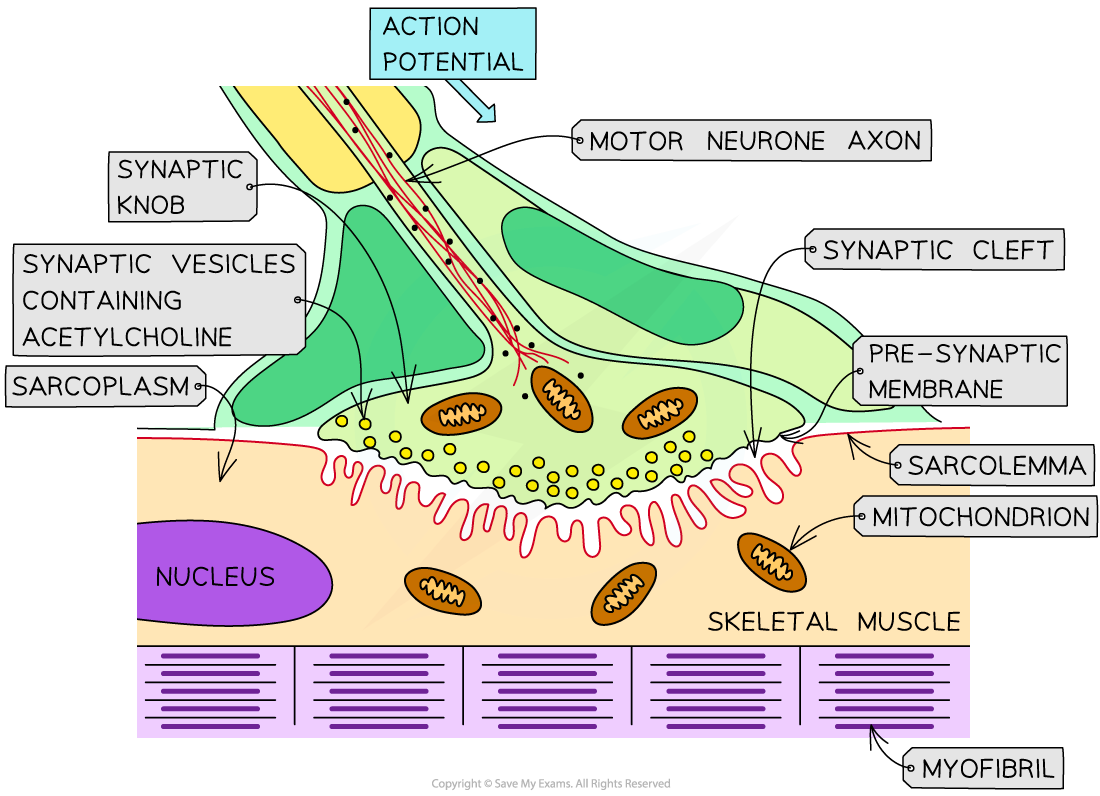 Diagram of a neuromuscular junction, showing components like motor neurone axon, synaptic knob, vesicles, synaptic cleft, mitochondria, and sarcolemma.
