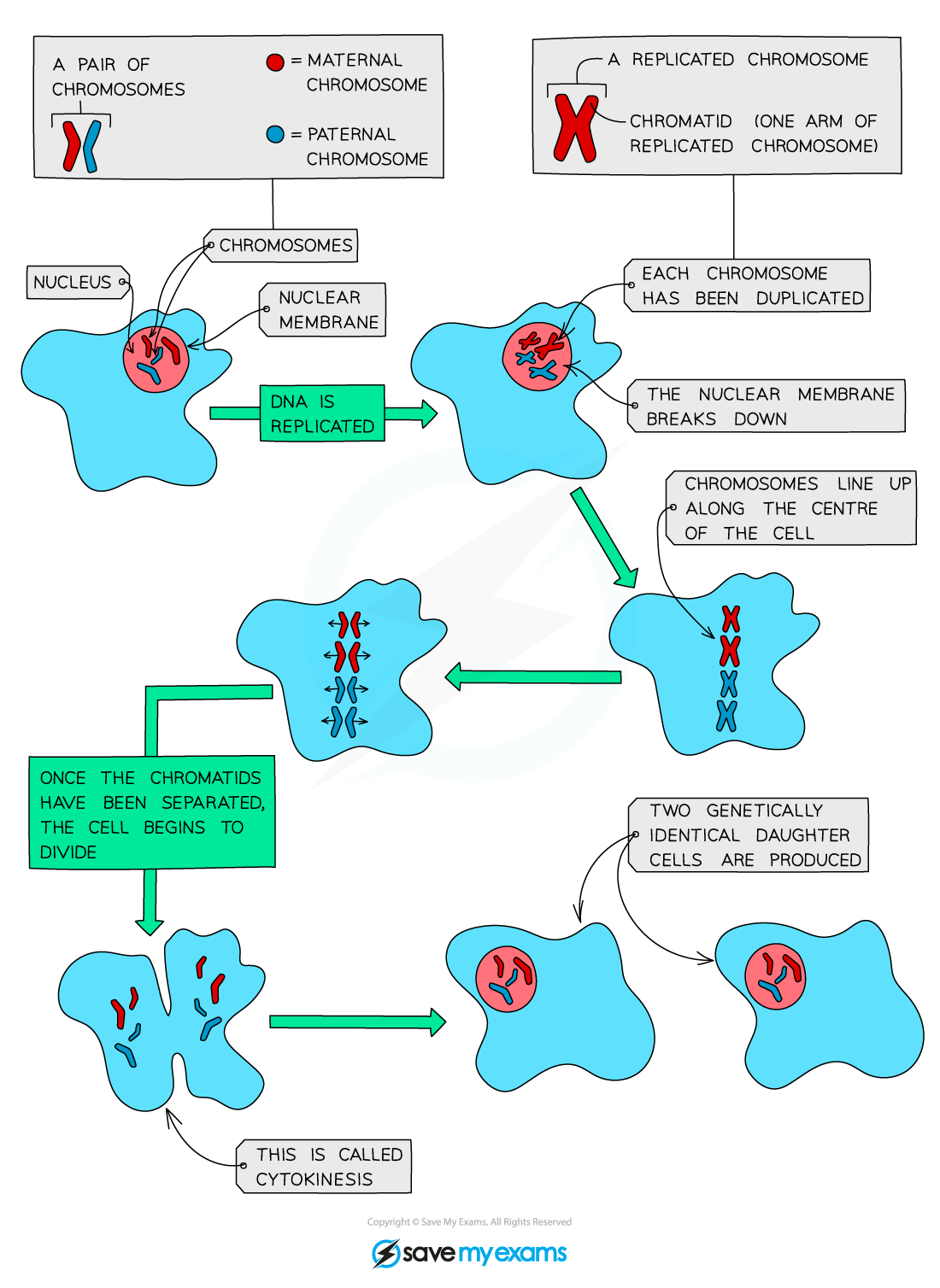 Diagram showing cell division stages: chromosomes replicate, line up, and separate, producing two identical daughter cells. Includes key and process labels.