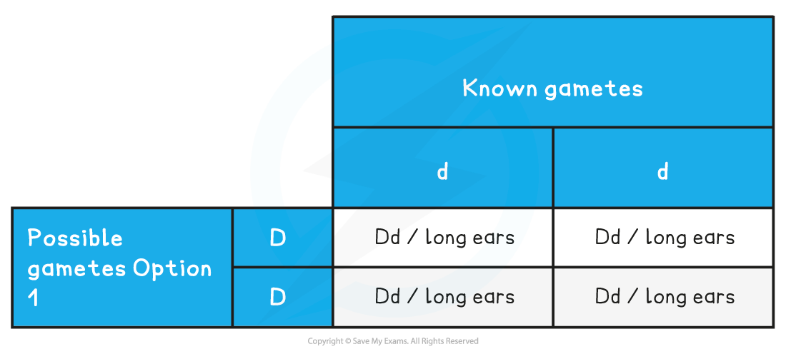 Punnett square showing genetic cross. Rows and columns labelled with alleles, resulting genotypes Dd producing long ears. Labels: "Known gametes", "Possible gametes Option 1".