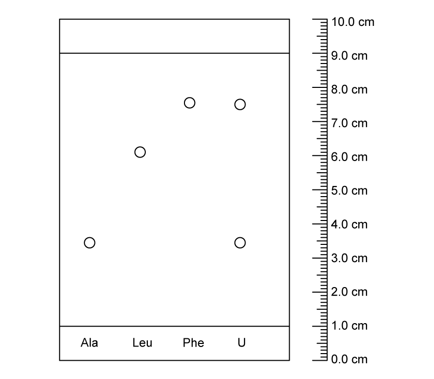 Diagram showing a chromatography paper with dots marked Ala, Leu, Phe, U. Dots are at specific heights, ruler indicates 0.0 to 10.0 cm on the right.