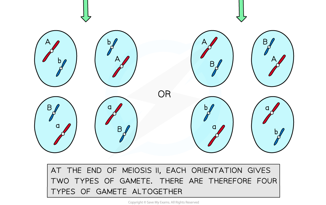 Diagram illustrating meiotic division showing four possible combinations of chromosome types A, a, B, and b resulting in four types of gametes.