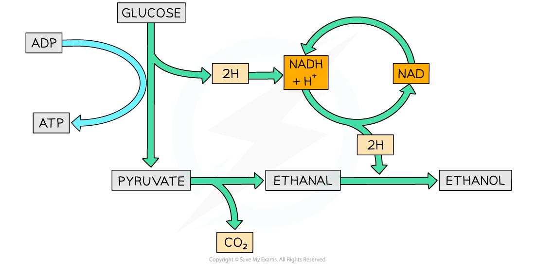 Flowchart of alcoholic fermentation: glucose to pyruvate, releasing ATP; pyruvate to ethanal, releasing CO₂; ethanal to ethanol, recycling NADH.