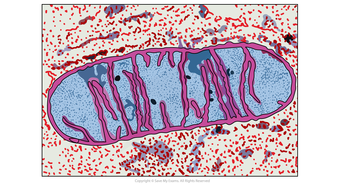 Diagram of a mitochondrion showing a blue oval shape with pink inner folds. Surrounding area has scattered red and grey speckles.