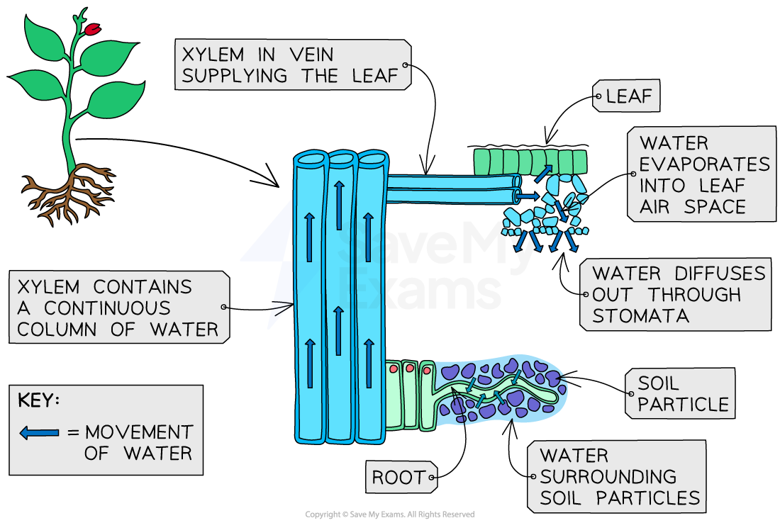 Diagram of water movement in plants: shows xylem, roots, and leaf processes including evaporation and diffusion through stomata, with arrows indicating flow.