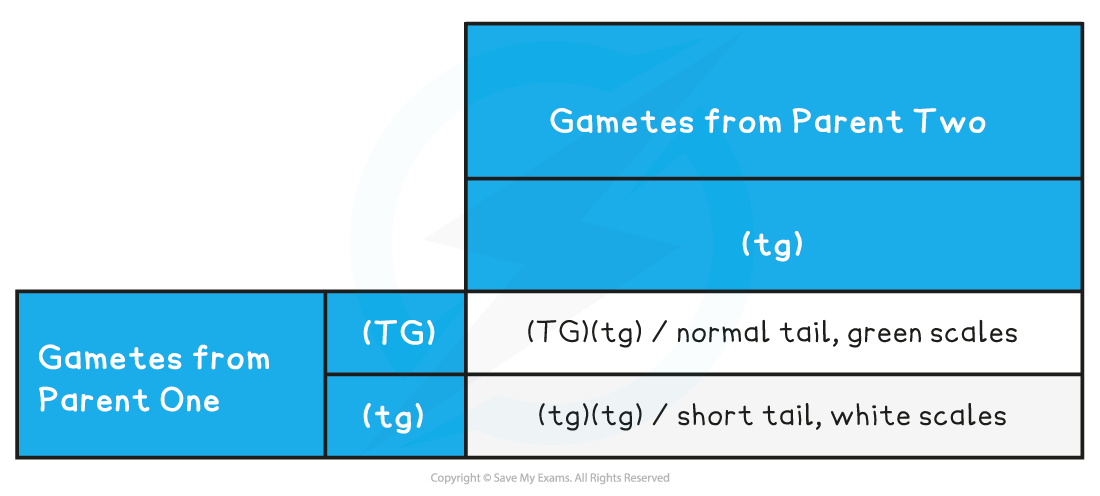 Punnett square showing genetic crosses between gametes from two parents. Resulting combinations: normal tail, green scales; short tail, white scales.