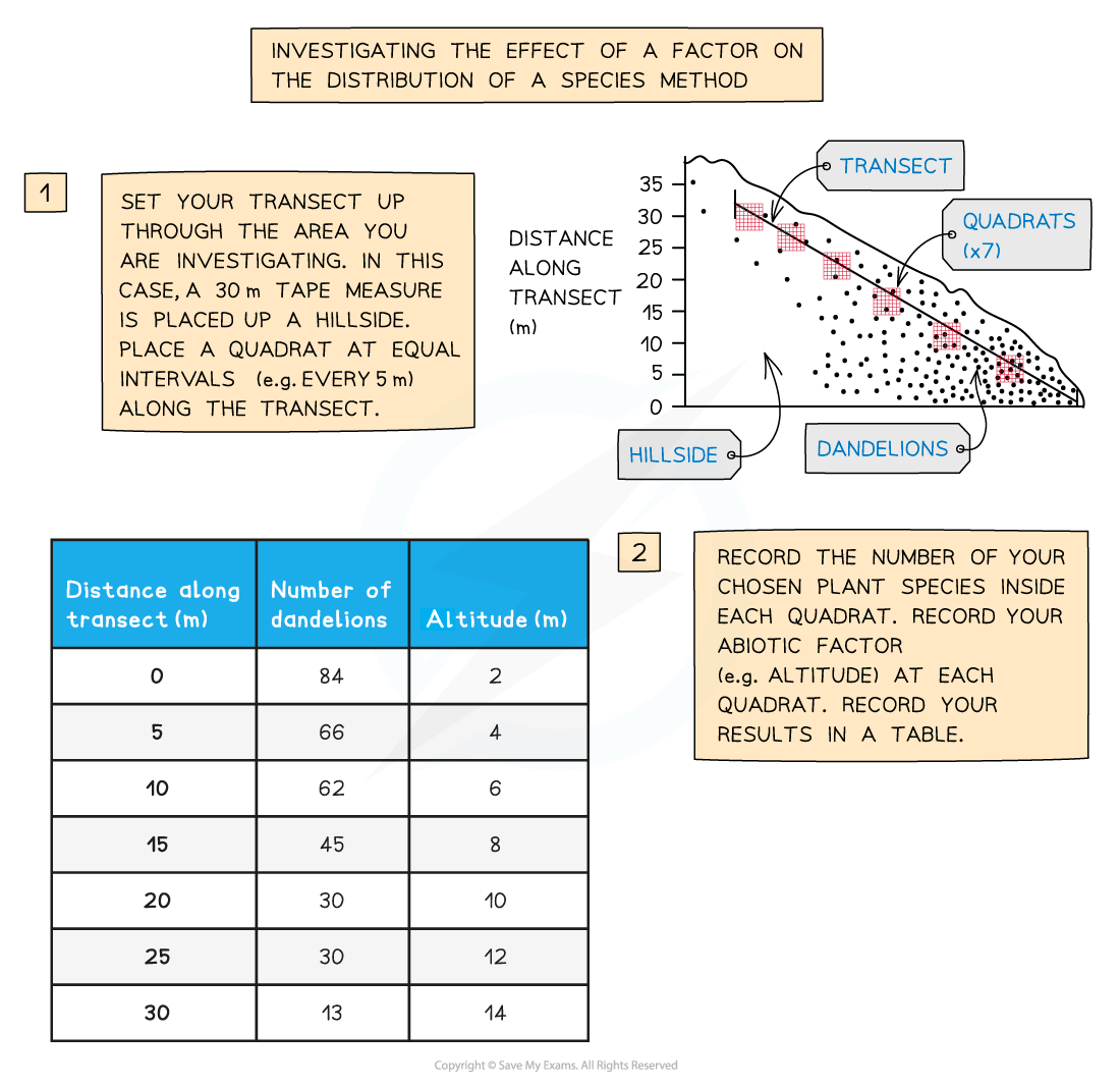 Diagram explaining a method to study species distribution using a transect on a hillside, with quadrats and data table for dandelion count and altitude.