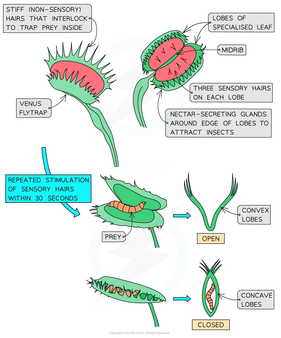 Diagram illustrating a Venus flytrap capturing prey. Labels show leaf lobes, sensory hairs, nectar glands, and open to closed trap mechanism.