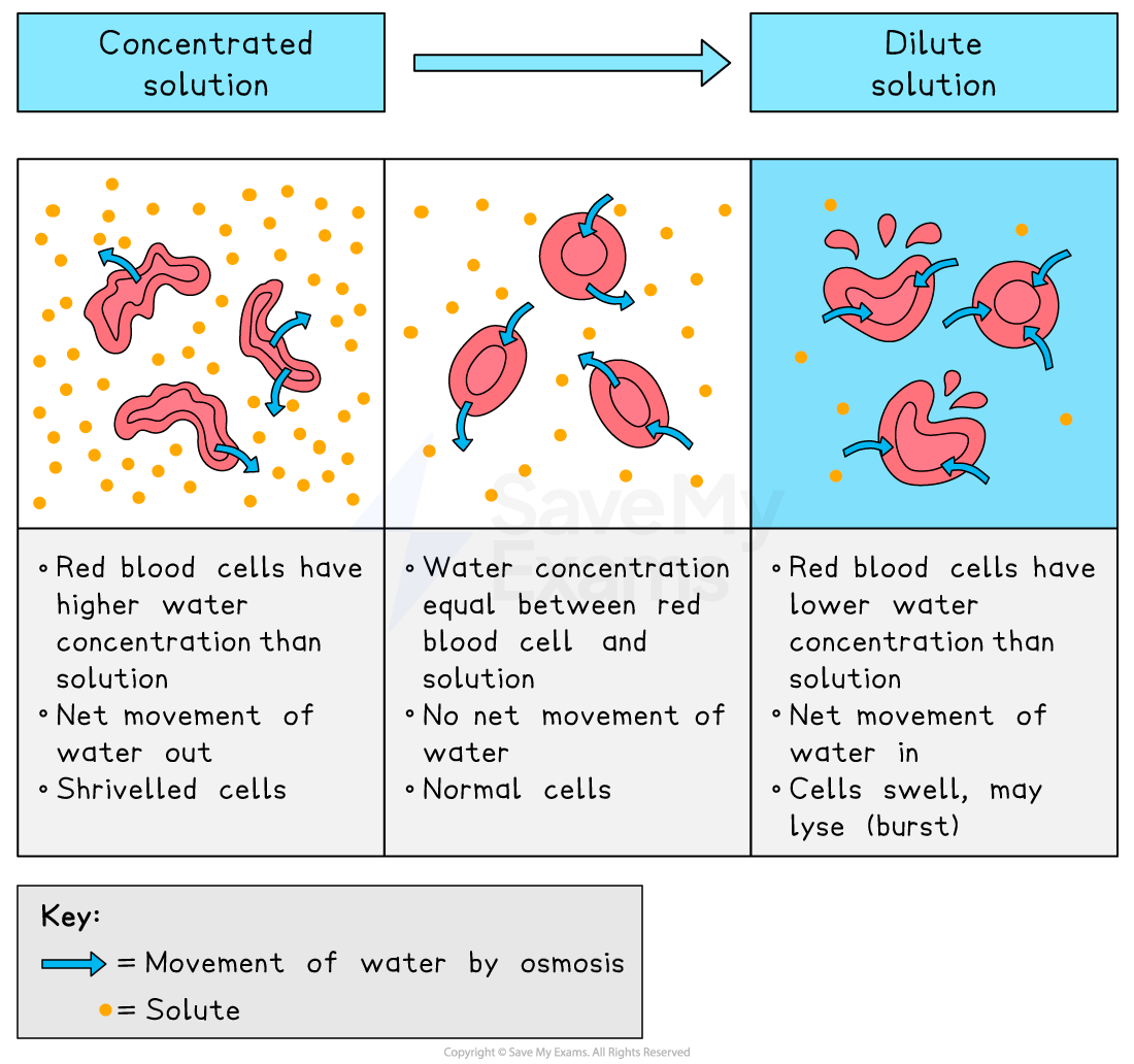 Diagram showing effects of osmosis on red blood cells in concentrated, isotonic, and dilute solutions. Cells shrink, remain normal, or swell and burst.