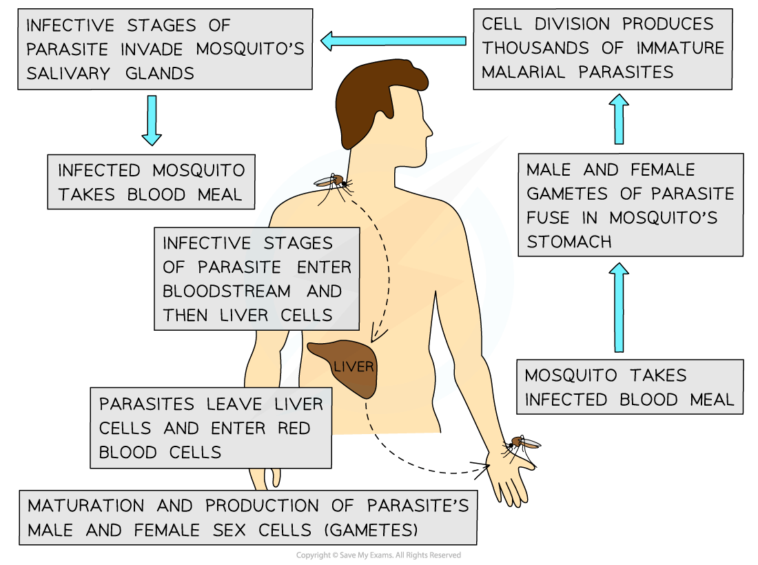 Diagram illustrating the malaria life cycle, showing parasite stages in a human, involving liver and blood cells, and mosquito transmission process.