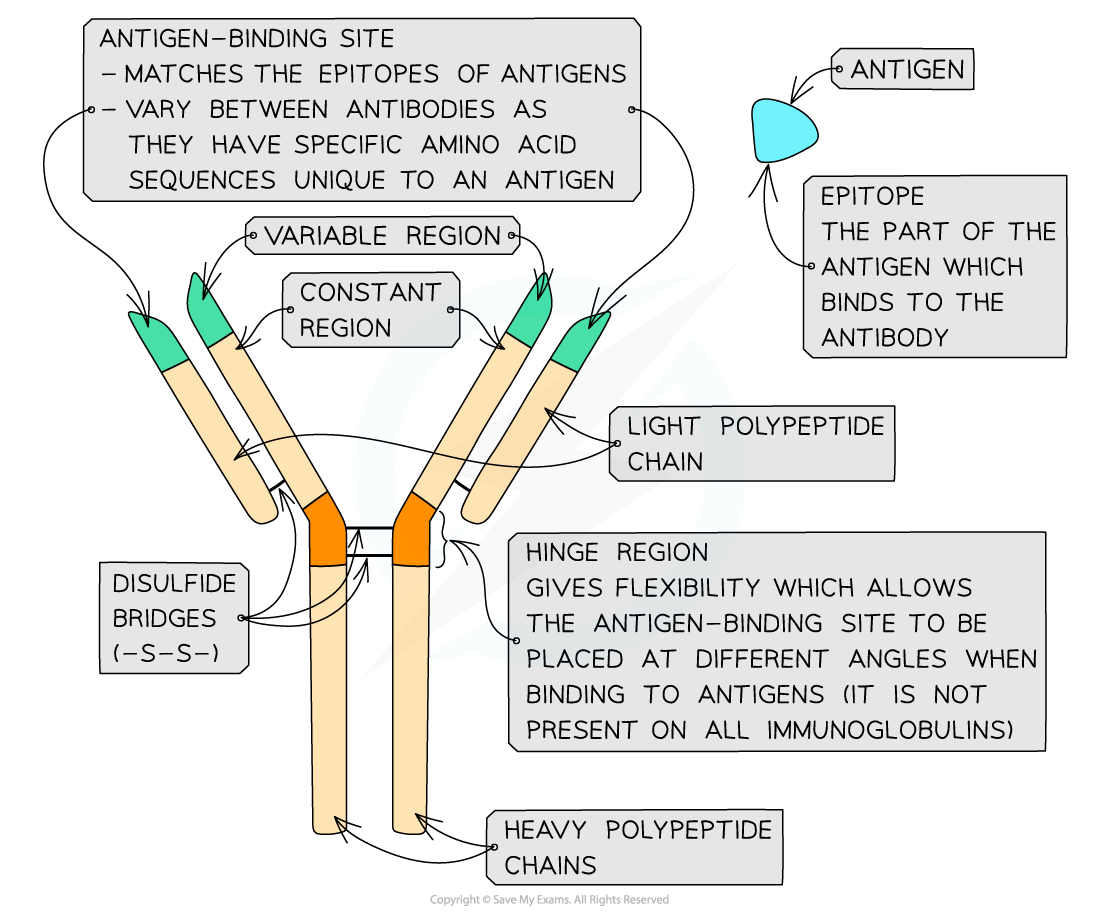 Diagram of an antibody structure showing antigen-binding site, variable and constant regions, light and heavy polypeptide chains, and hinge region.