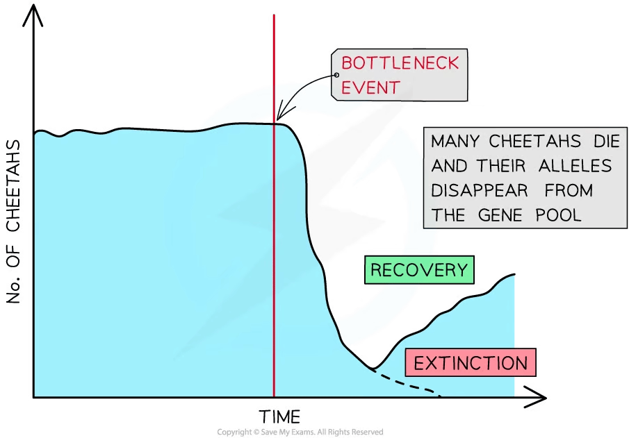 Graph showing number of cheetahs over time, highlighting a bottleneck event where many die, leading to allele loss. Recovery and potential extinction noted.
