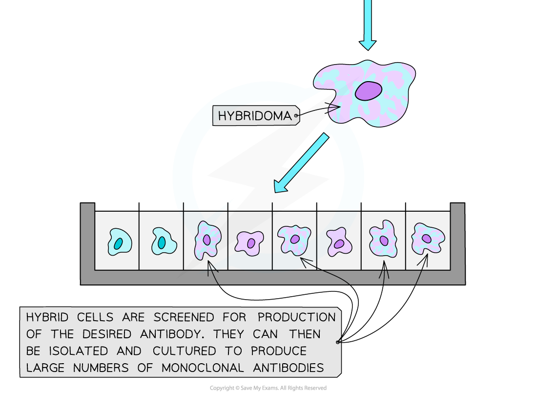 Diagram illustrating monoclonal antibody production: hybridoma cells screened in separate containers, highlighting cell isolation and culture process.