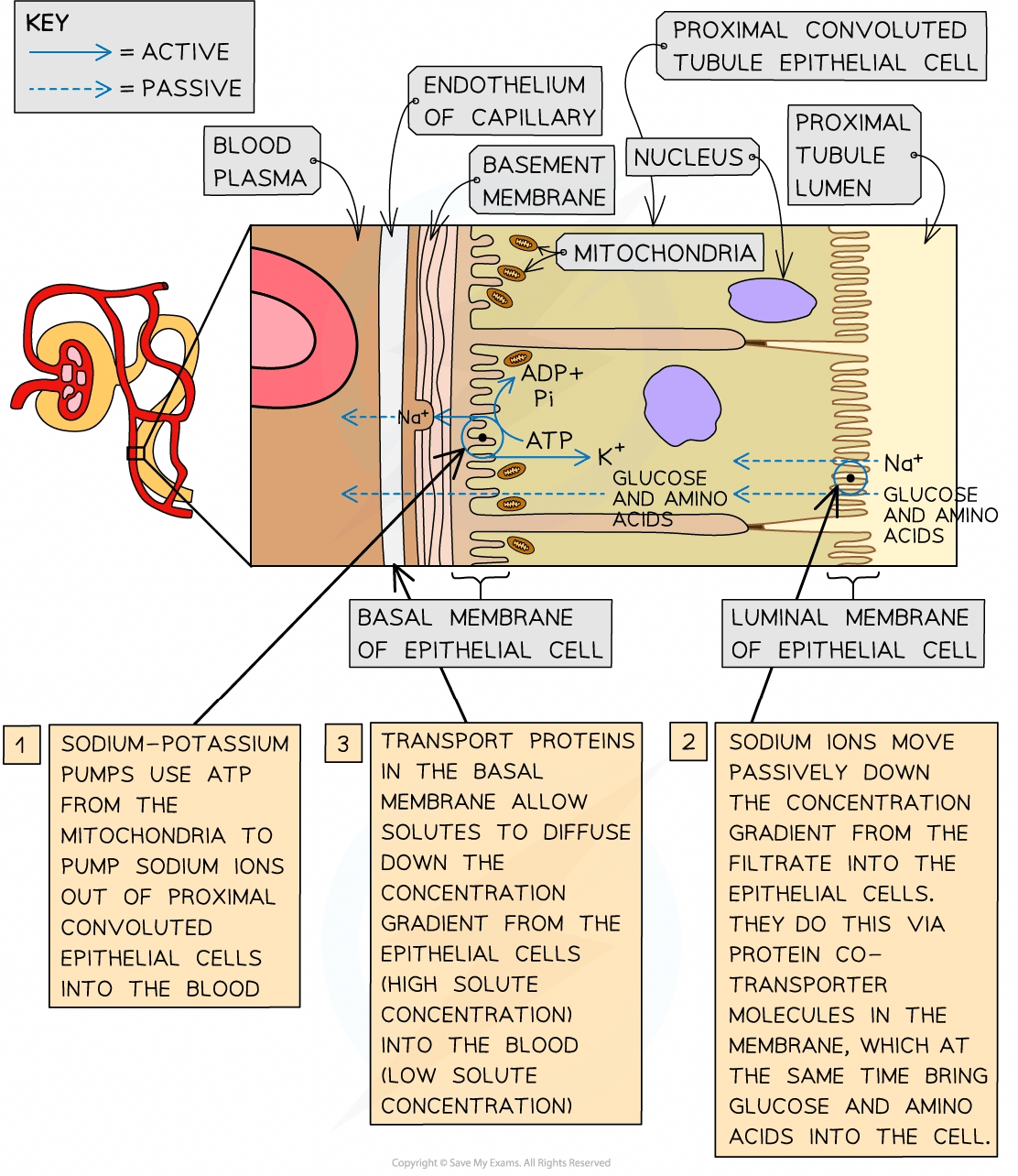 Diagram showing sodium-potassium pumps and transport proteins in kidney epithelial cells. Active and passive transport of sodium, glucose, and amino acids is illustrated.