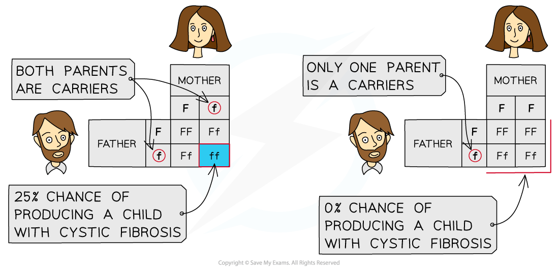 Chart shows genetic inheritance of cystic fibrosis. Both parents carriers: 25% risk for child. One parent carrier: 0% risk for child.