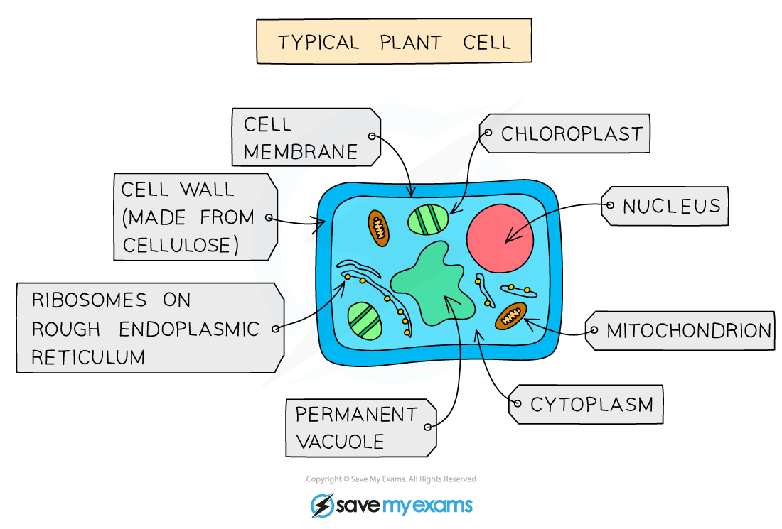 Diagram of a typical plant cell with labels: cell membrane, chloroplast, nucleus, mitochondrion, cytoplasm, cell wall, ribosomes, permanent vacuole.