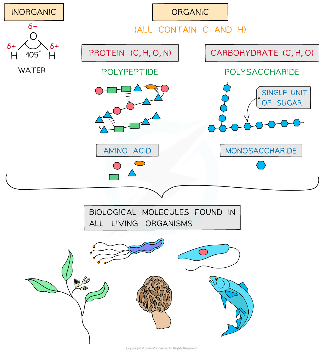 Diagram illustrating inorganic and organic biological molecules, highlighting water, proteins, and carbohydrates, with examples like plants and fish.