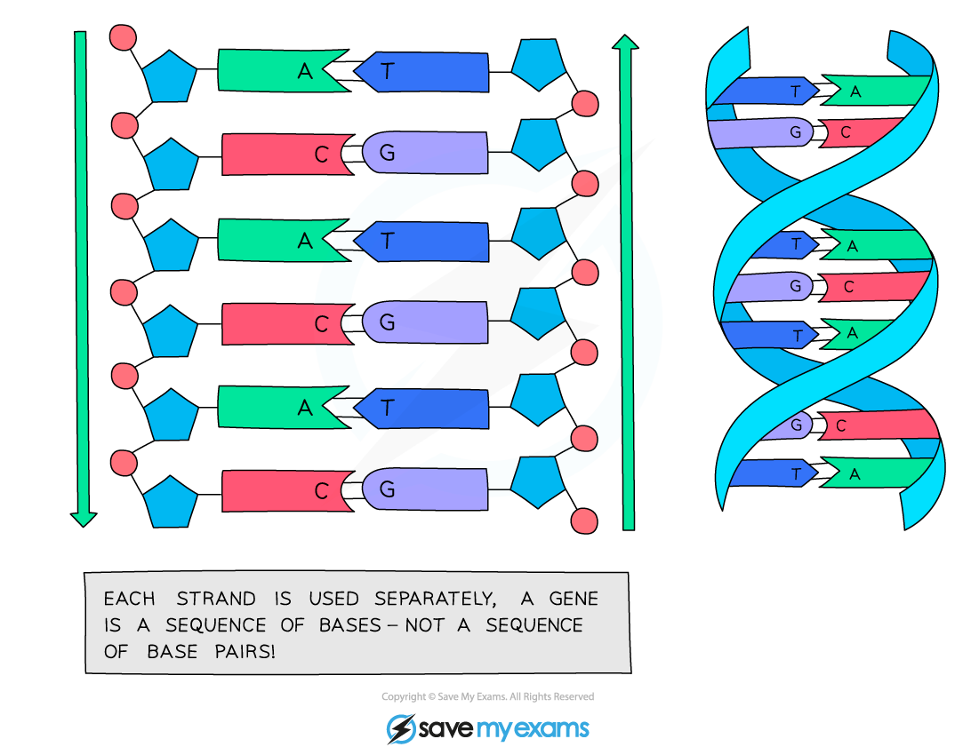DNA diagram showing base pairs A-T and C-G. Left: linear strands; right: double helix. Text explains genes are sequences of bases, not base pairs.