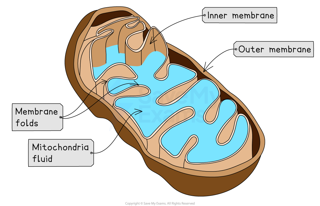Illustration of a mitochondrion labelled with parts: inner membrane, outer membrane, cristae, and matrix. Brown and blue colours used.
