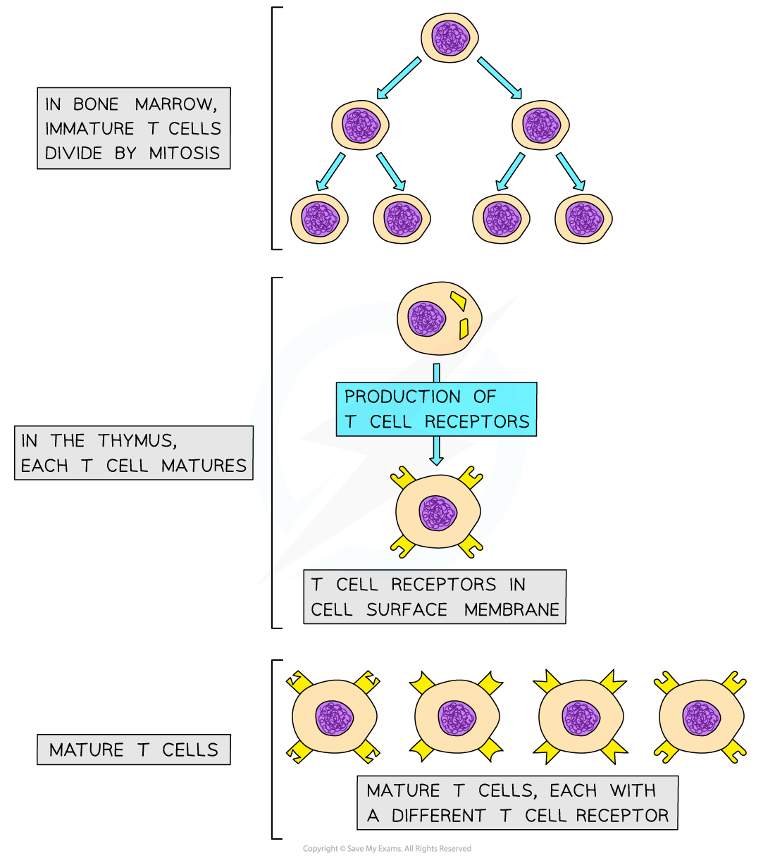 Diagram of T cell maturation showing immature T cells dividing in bone marrow, maturing in thymus with T cell receptors, and resulting in diverse mature T cells.