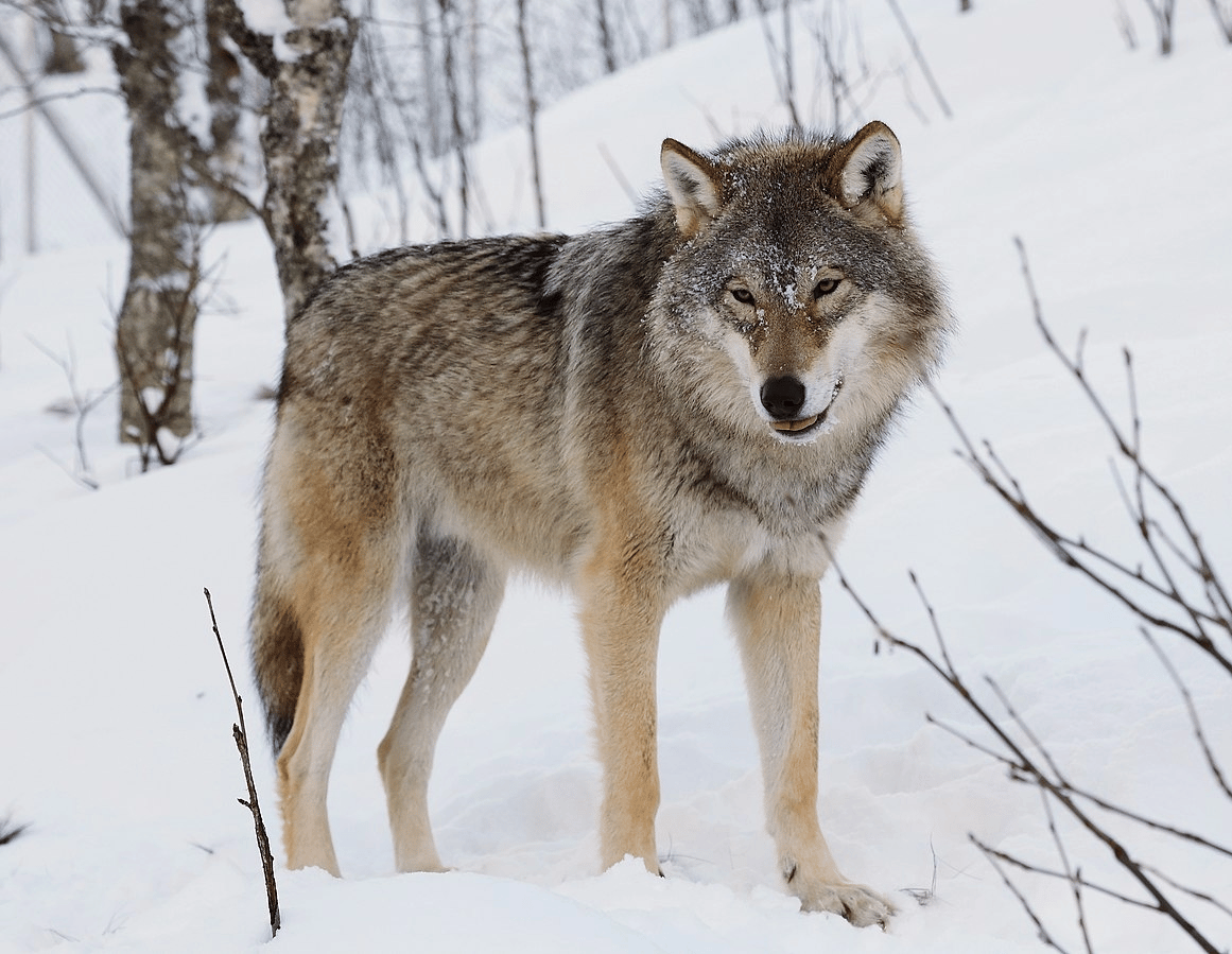 Wolf standing on a snowy landscape, surrounded by bare trees. It has a thick, grey and brown coat with its tongue slightly out.