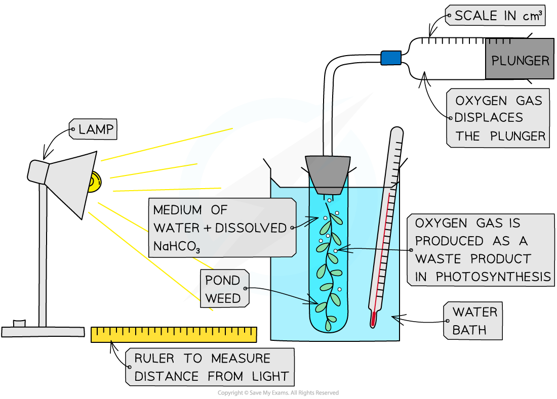 Diagram of a photosynthesis experiment with a lamp, pond weed in water with dissolved NaHCO₃, oxygen collecting apparatus, and ruler for measuring distance.