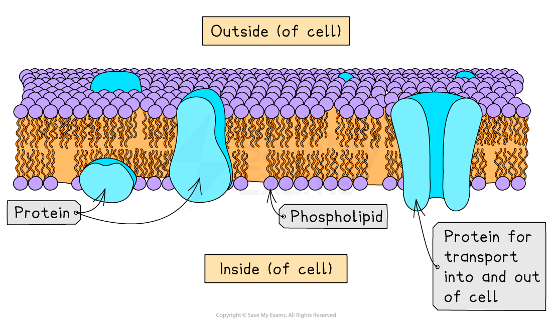 Diagram of a cell membrane showing phospholipid bilayer with proteins, labelled outside and inside, and indicating a transport protein.