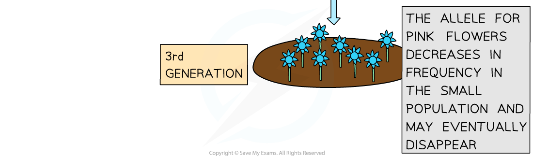 Diagram showing the 3rd generation of flowers with blue flowers dominant. Text notes pink allele may decrease and vanish in a small population.