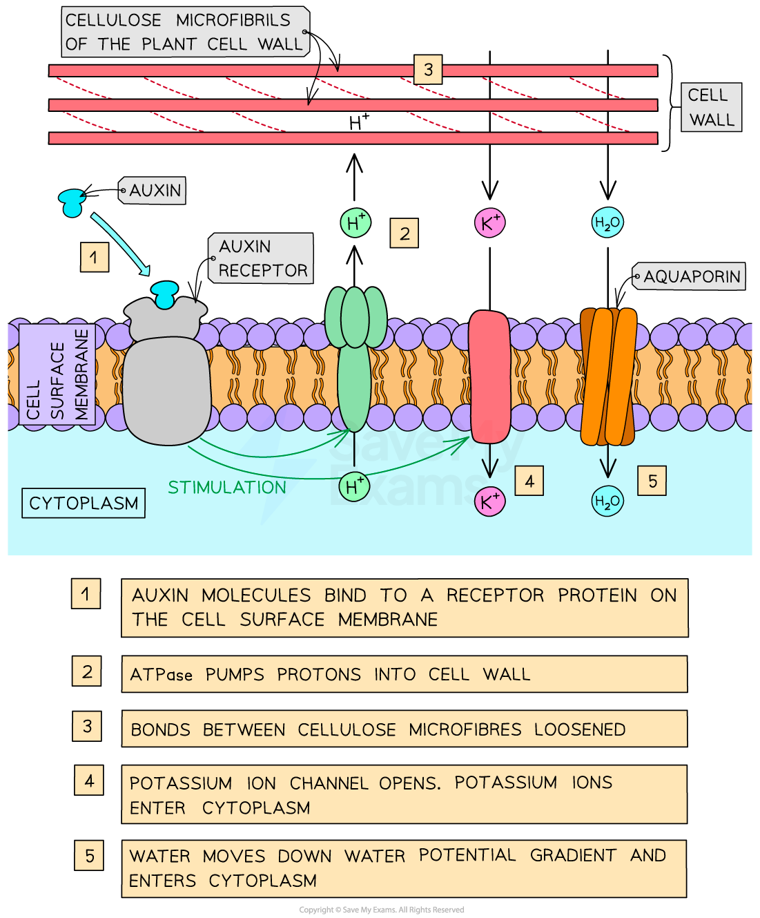 Diagram illustrating auxin stimulation in plant cells, showing auxin receptor binding, ATPase action, cellulose loosening, ion channel opening, and water movement.