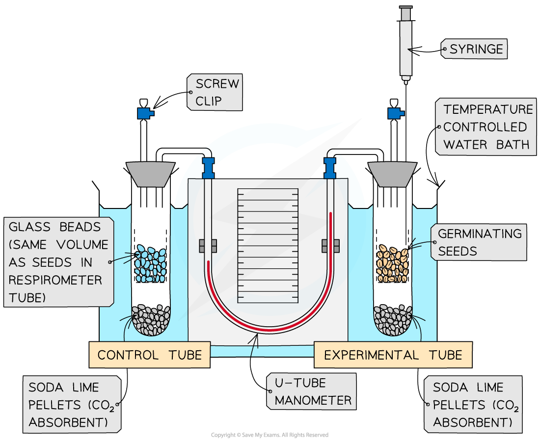 Diagram of a respirometer system with a control tube containing glass beads and an experimental tube with germinating seeds, both in a water bath.
