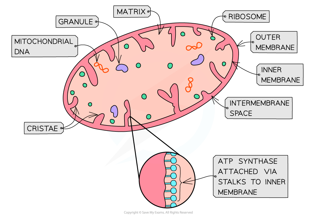 Diagram of a mitochondrion with labelled parts: matrix, ribosome, mitochondrial DNA, granule, outer and inner membranes, intermembrane space, cristae.