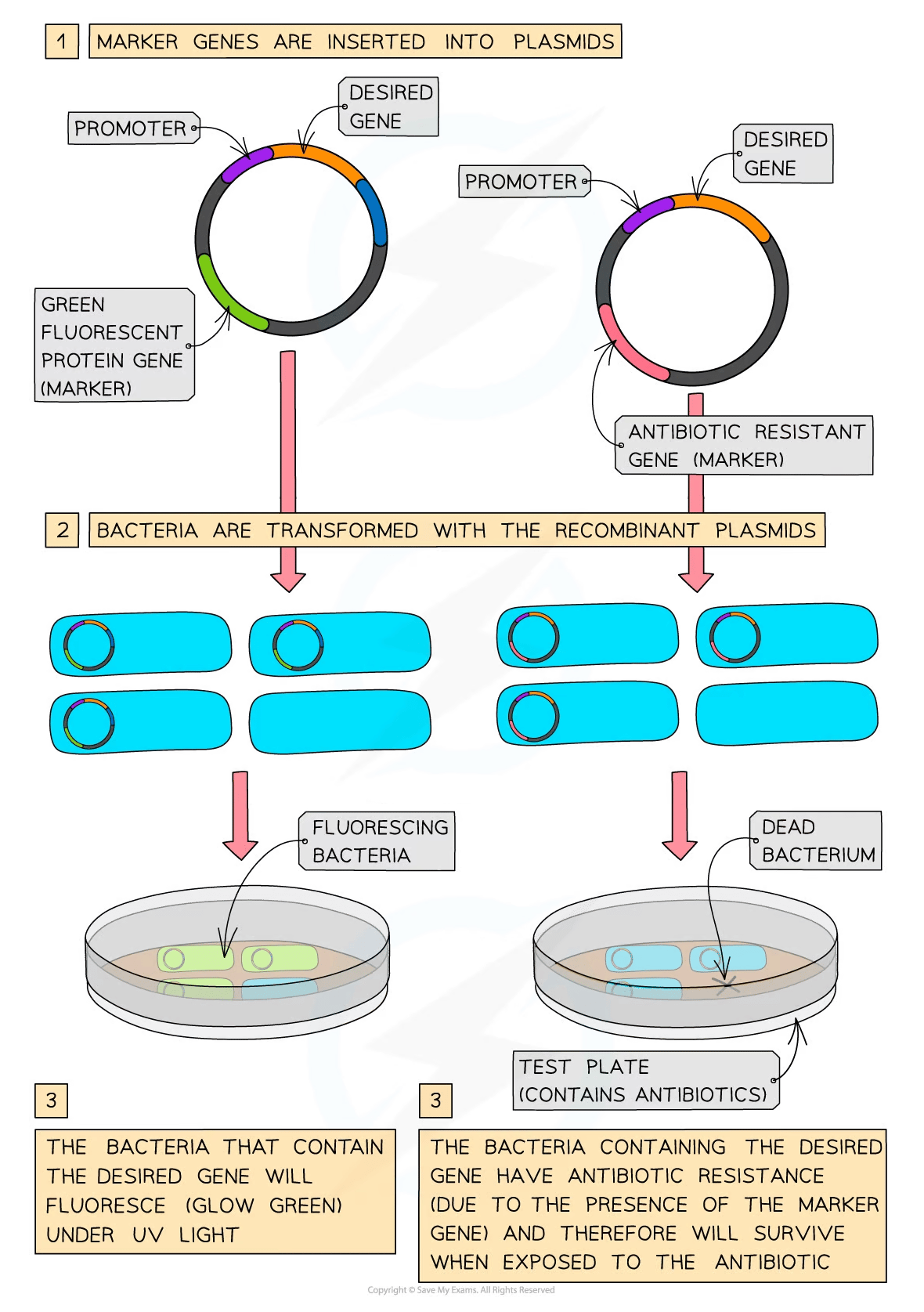 Diagram illustrating genetic engineering: plasmids with marker genes are inserted into bacteria, with results shown as fluorescent or antibiotic-resistant in petri dishes.