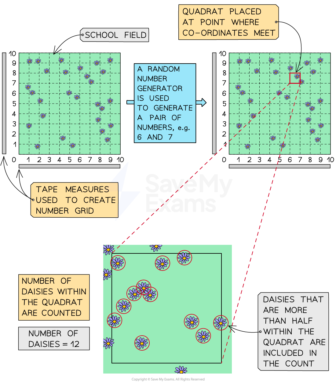 Diagram explaining daisy counting with a quadrat in a school field, using random coordinates. Shows process and counted daisies totalling twelve.