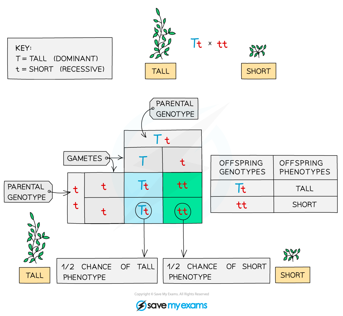Punnett square showing a cross between a tall (Tt) and a short (tt) plant, illustrating offspring genotypes and phenotypes: 50% tall, 50% short.