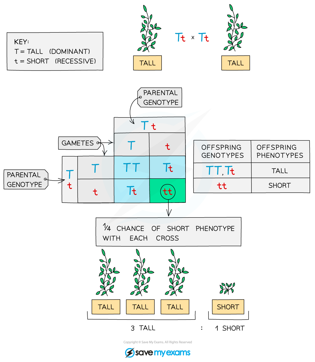 Diagram illustrating a Punnett square for plant height with parental genotypes Tt, showing a 3:1 ratio of tall to short offspring.