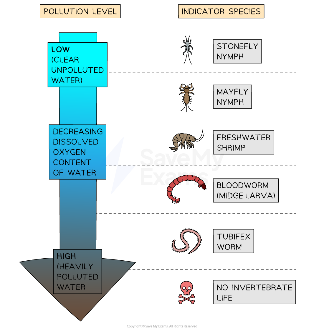 Invertebrates species that are found at different levels of pollution